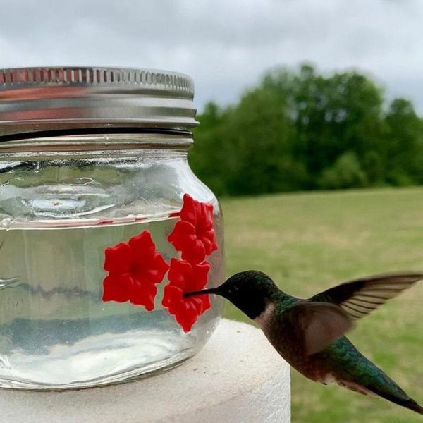 Beautiful Hummingbird Feeder With Three Ports