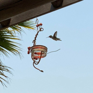 🔥50% OFF TODAY🔥Red Berries Hummingbird Feeder