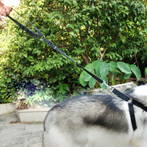 2021 Must-Have Dog Car Seat Belt