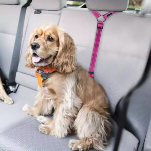 2021 Must-Have Dog Car Seat Belt