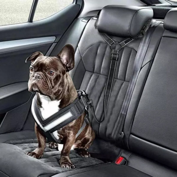 2021 Must-Have Dog Car Seat Belt