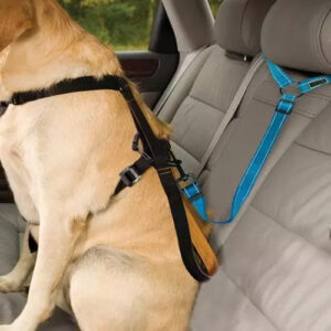 2021 Must-Have Dog Car Seat Belt