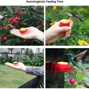 Close Range Hummingbird Feeder