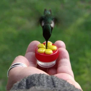 Close Range Hummingbird Feeder