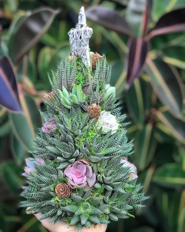 Succulent Christmas Tree🎄