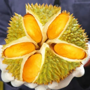 Fresh: Thai golden pillow durian (organic fruit) 2 durians