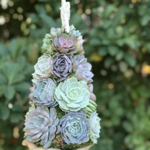 Succulent Christmas Tree🎄