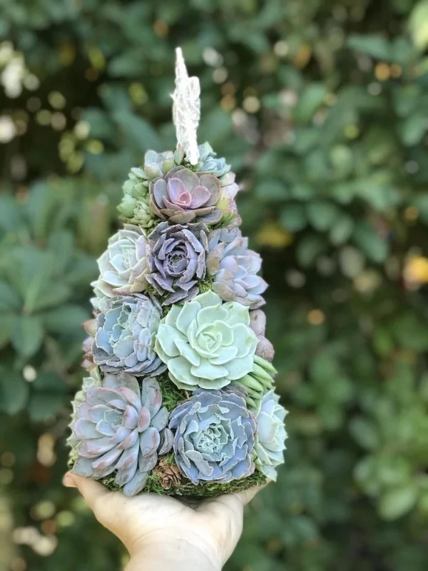 Succulent Christmas Tree🎄