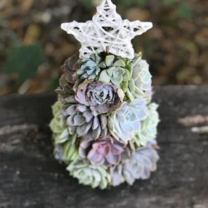 Succulent Christmas Tree🎄