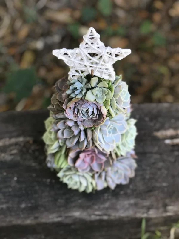 Succulent Christmas Tree🎄