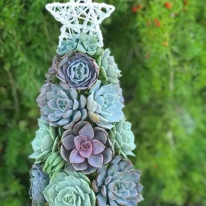 Succulent Christmas Tree🎄