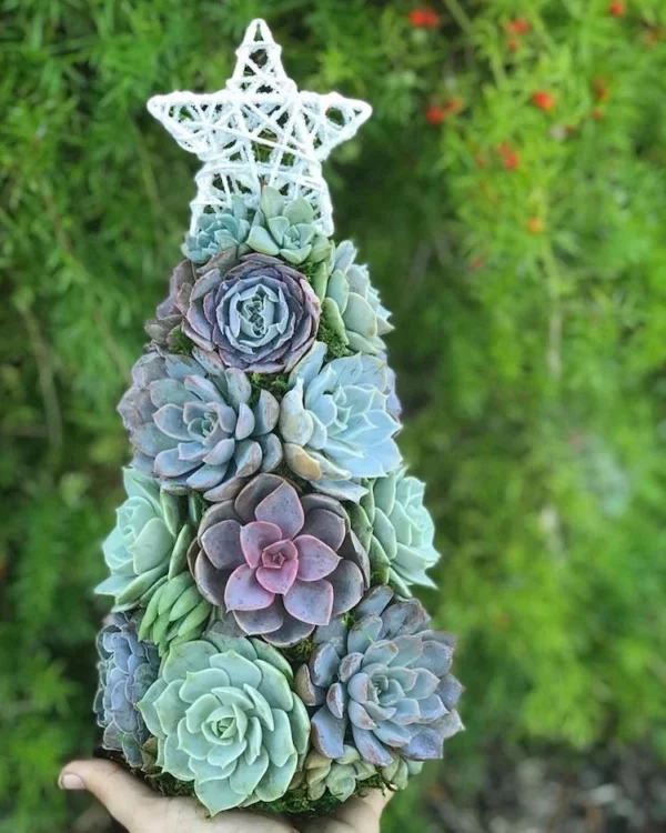 Succulent Christmas Tree🎄