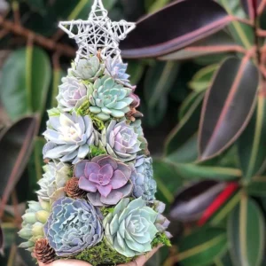 Succulent Christmas Tree🎄