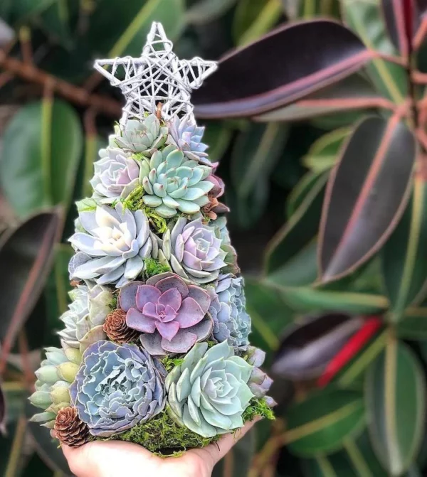 Succulent Christmas Tree🎄