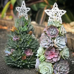 Succulent Christmas Tree🎄