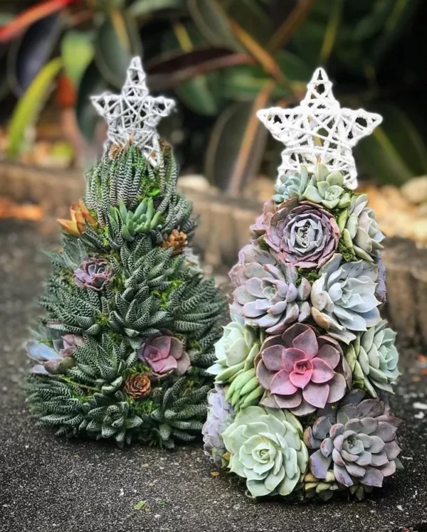 Succulent Christmas Tree🎄