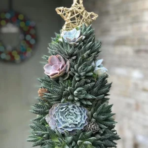 Succulent Christmas Tree🎄