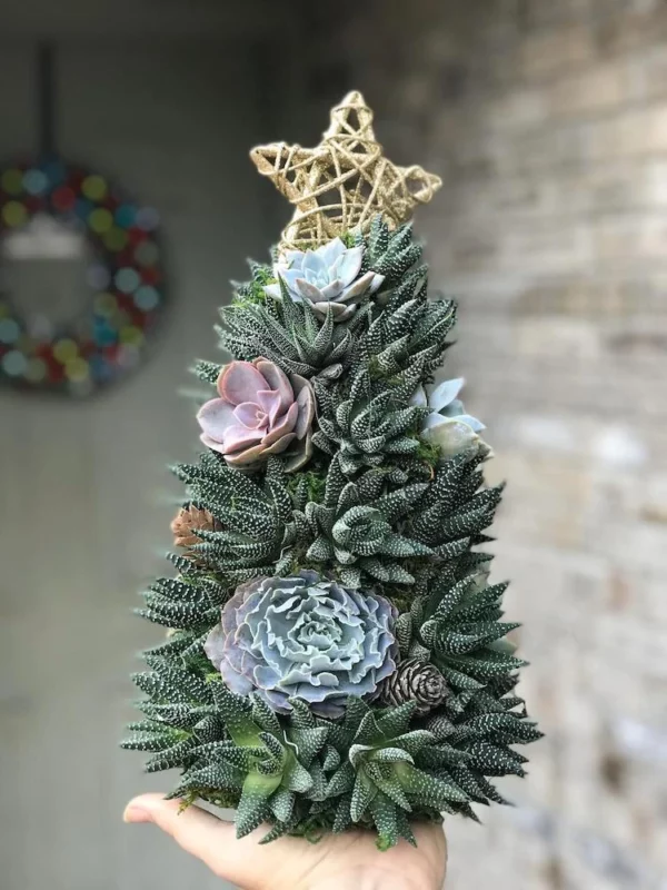 Succulent Christmas Tree🎄