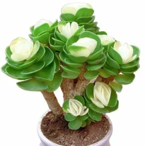 Early christmas Sale 50%off- Petal Leaf Succulent