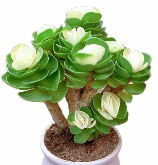 Early christmas Sale 50%off- Petal Leaf Succulent