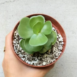 Early christmas Sale 50%off- Petal Leaf Succulent