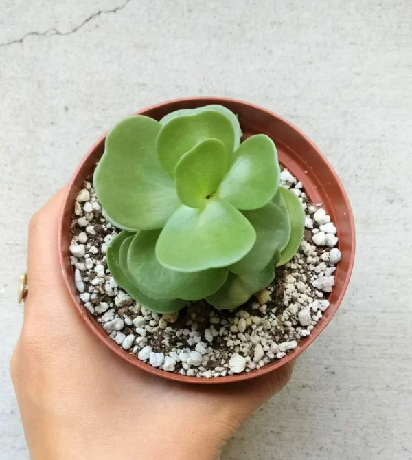 Early christmas Sale 50%off- Petal Leaf Succulent