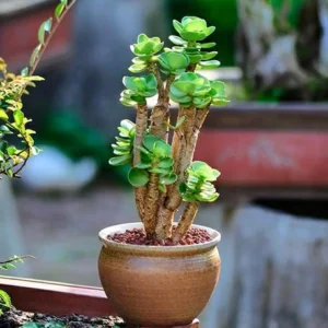 Early christmas Sale 50%off- Petal Leaf Succulent