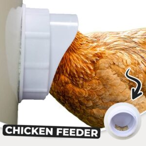 DIY Chicken Feeder🔥