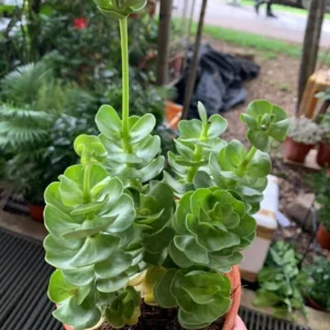 Early christmas Sale 50%off- Petal Leaf Succulent