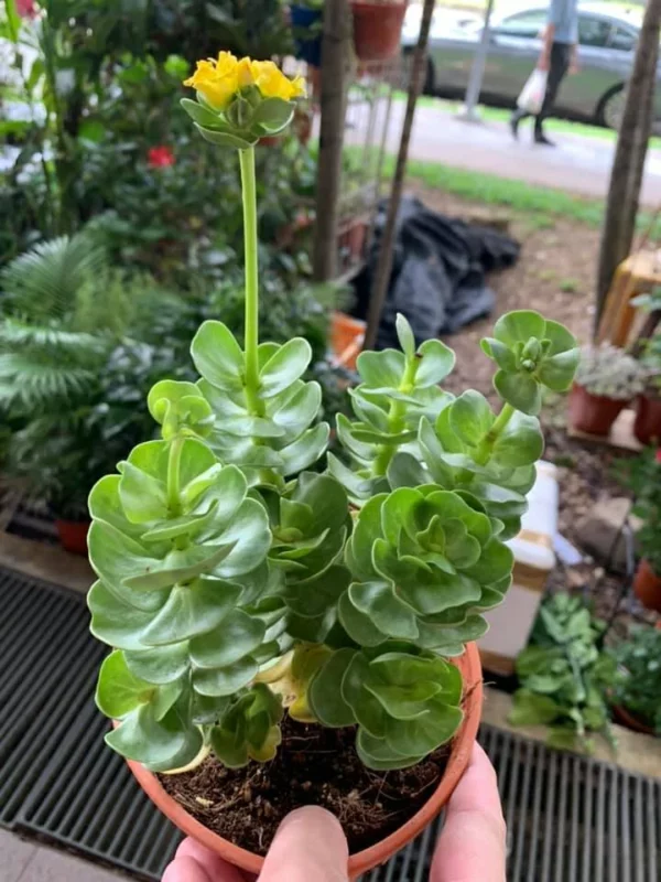 Early christmas Sale 50%off- Petal Leaf Succulent