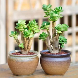 Early christmas Sale 50%off- Petal Leaf Succulent