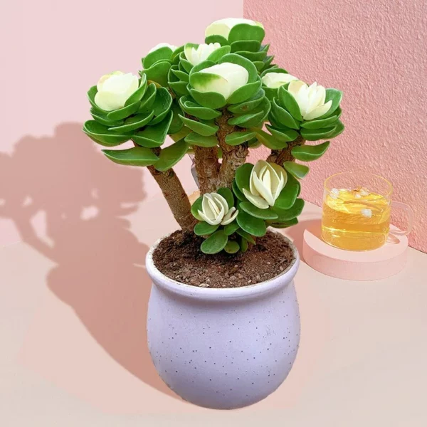 Early christmas Sale 50%off- Petal Leaf Succulent