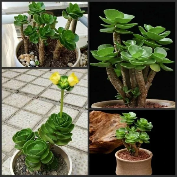 Early christmas Sale 50%off- Petal Leaf Succulent