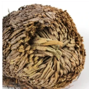 "Rose Of Jericho" - The Resurrection Plant