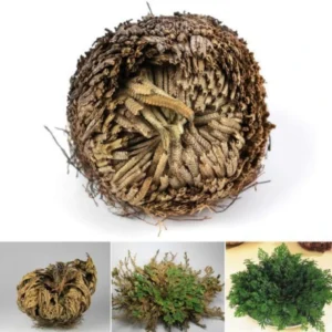 "Rose Of Jericho" - The Resurrection Plant