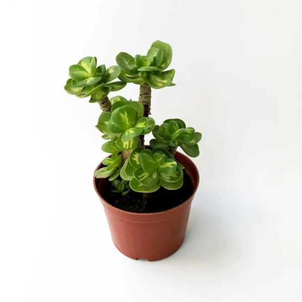 Early christmas Sale 50%off- Petal Leaf Succulent