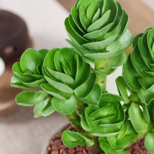 Early christmas Sale 50%off- Petal Leaf Succulent