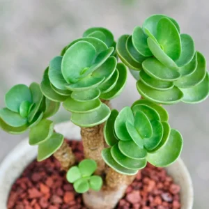 Early christmas Sale 50%off- Petal Leaf Succulent