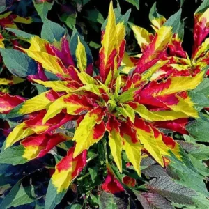 Amaranthus Tricolour Mixed Color - Desi Flower Seeds