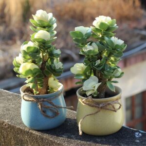 (💝Valentine's Day SALE NOW-48% OFF) Petal Leaf Succulent