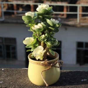 (💝Valentine's Day SALE NOW-48% OFF) Petal Leaf Succulent