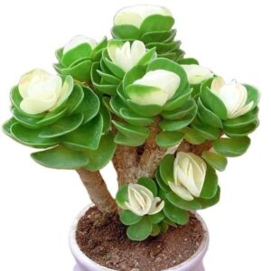 (💝Valentine's Day SALE NOW-48% OFF) Petal Leaf Succulent