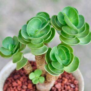 (💝Valentine's Day SALE NOW-48% OFF) Petal Leaf Succulent