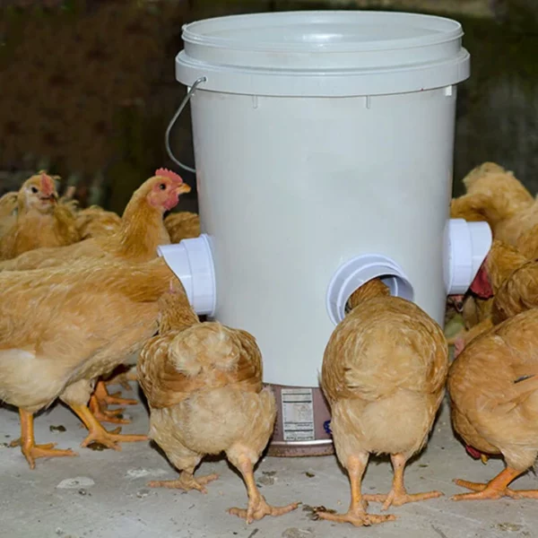 DIY Chicken Feeder 50% OFF NOW🔥