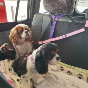 🔥Buy One Get One Free🔥Headrest Dog Car Safety Seat Belt（50% OFF）