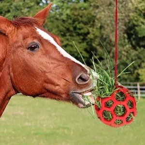 Horse Treat Ball