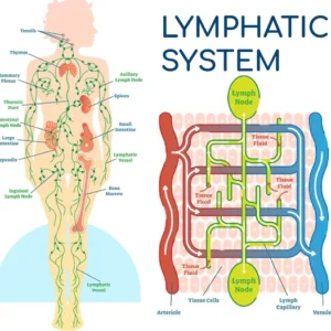 Lymphatic Drainage Herbal Detox Ointment