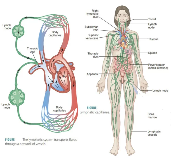 LymphaticDrainage DetoxGinger FootBath - Image 7