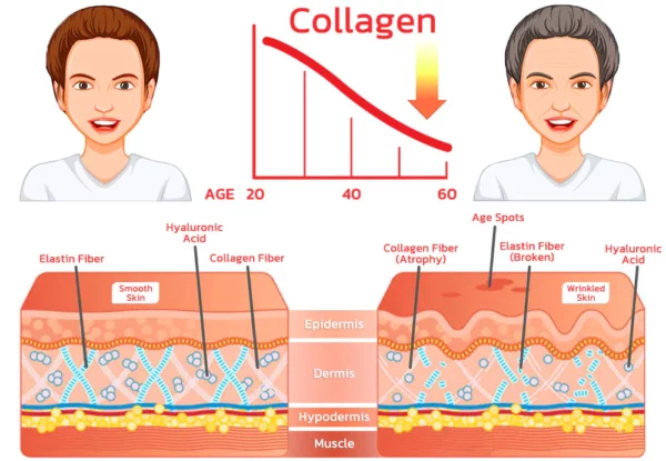 flysmus™ Serum Protein Collagen Lifting Ampoule