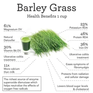 Naveta™ Barley Grass Powder 100% Pure & Organic